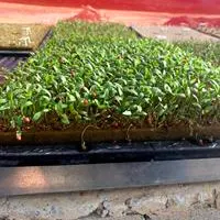 Mudas produzidas em Green-up Bandeja — foto 1