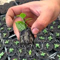 Mudas produzidas em Green-up Bandeja — foto 2