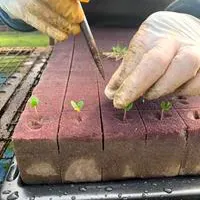 Mudas produzidas em Green-up Bandeja — foto 3
