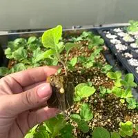 Mudas produzidas em Green-up Bandeja — foto 5