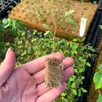Mudas produzidas em Green-up Bandeja — foto 6