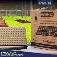 Mudas produzidas em Green-up Bandeja — foto 7