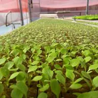 Mudas produzidas em Green-up Bandeja — foto 9