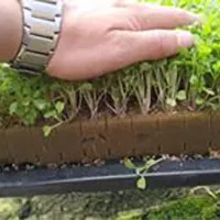 Mudas produzidas em Green-up Bandeja — foto 14