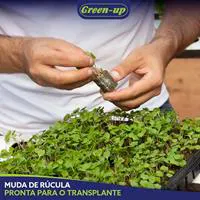 Mudas produzidas em Green-up Bandeja — foto 16