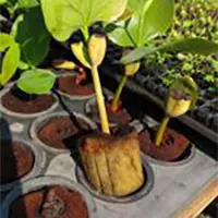 Mudas produzidas em Green-up Bandeja — foto 17