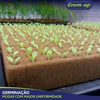 Mudas produzidas em Green-up Bandeja — foto 18