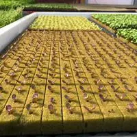 Mudas produzidas em Green-up Bandeja — foto 19