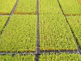 Produção de mudas em Green-up — foto 1