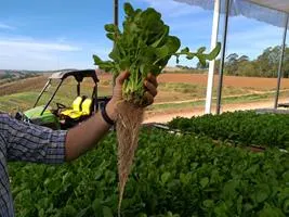 Produção de mudas em Green-up — foto 2