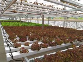 Produção de mudas em Green-up — foto 3