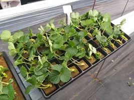 Produção de mudas em Green-up — foto 4