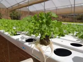 Produção de mudas em Green-up — foto 5