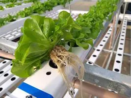 Produção de mudas em Green-up — foto 6