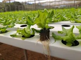 Produção de mudas em Green-up — foto 7