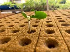 Produção de mudas em Green-up — foto 8