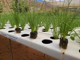 Produção de mudas em Green-up — foto 9