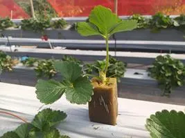 Produção de mudas em Green-up — foto 10