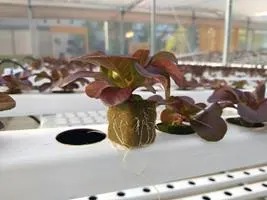 Produção de mudas em Green-up — foto 11