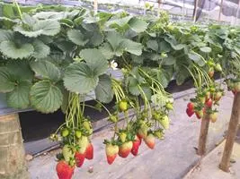 Produção de mudas em Green-up — foto 13