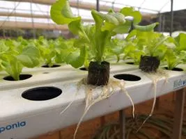 Produção de mudas em Green-up — foto 14