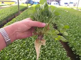Produção de mudas em Green-up — foto 15