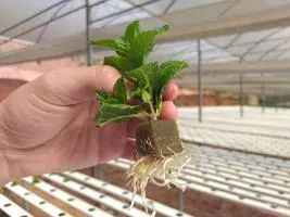Produção de mudas em Green-up — foto 16