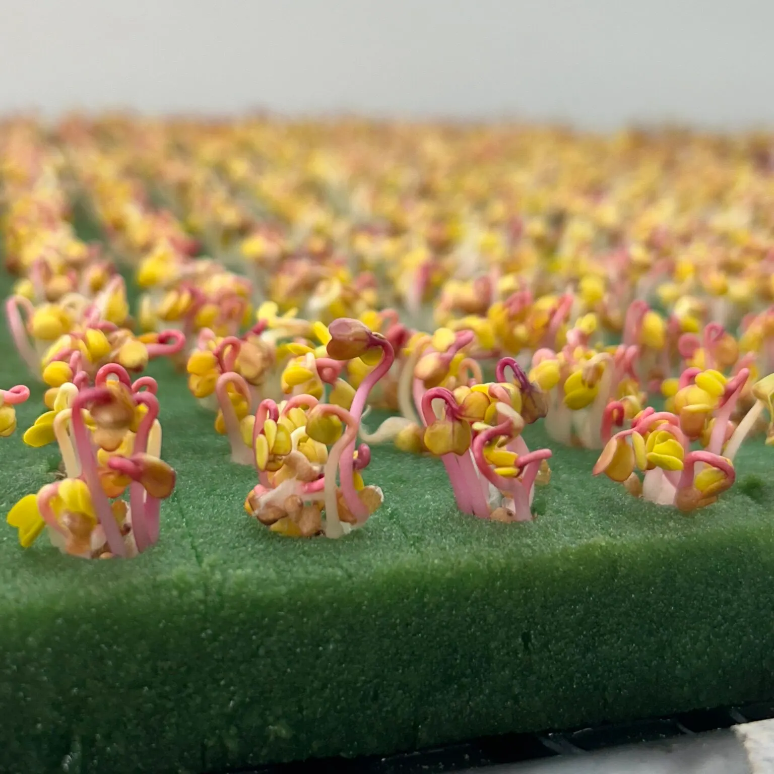 Microverdes cultivados em Green-up — foto 5