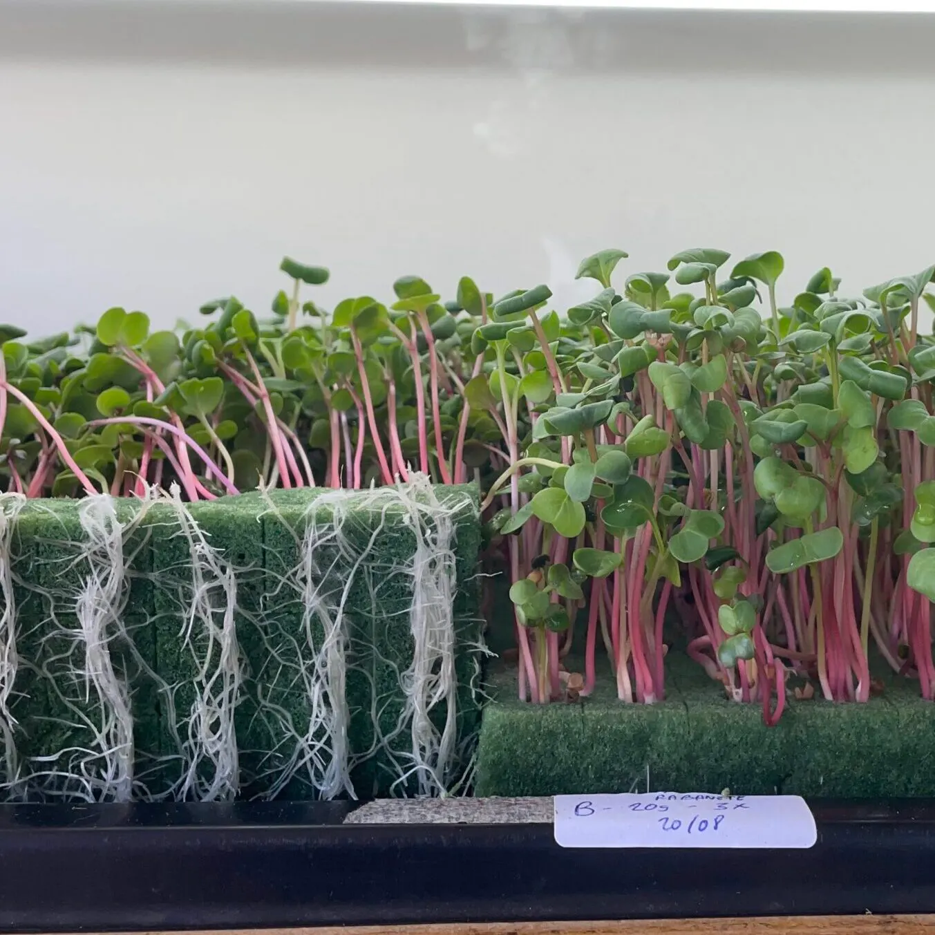 Microverdes cultivados em Green-up — foto 11