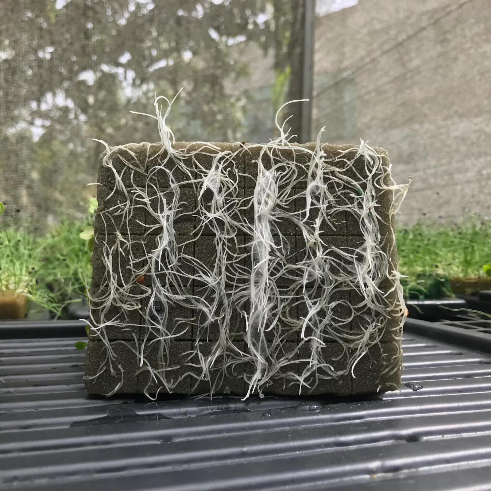 Microverdes cultivados em Green-up — foto 12