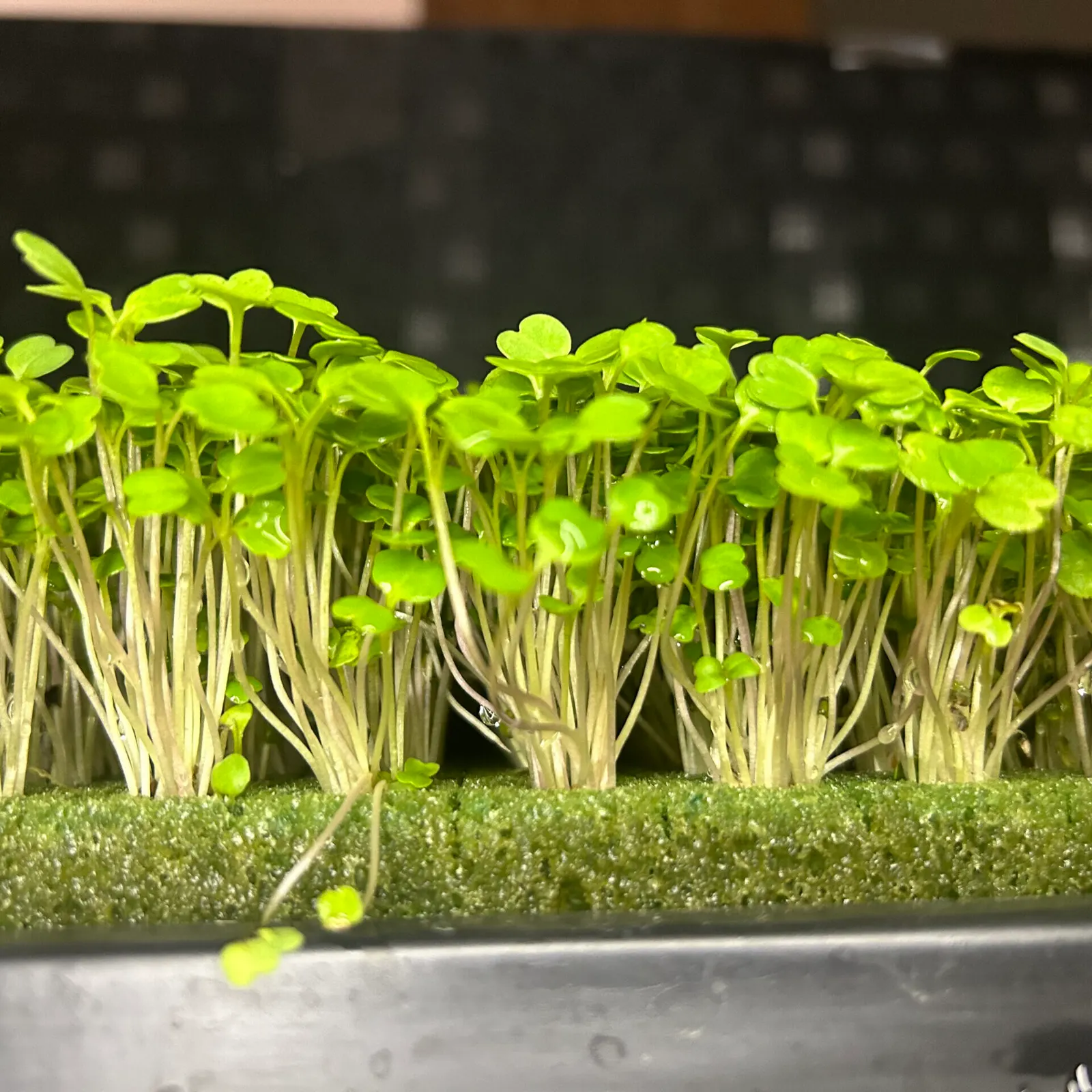 Microverdes cultivados em Green-up — foto 2