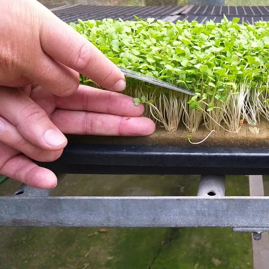 Microverdes cultivados em Green-up — foto 15
