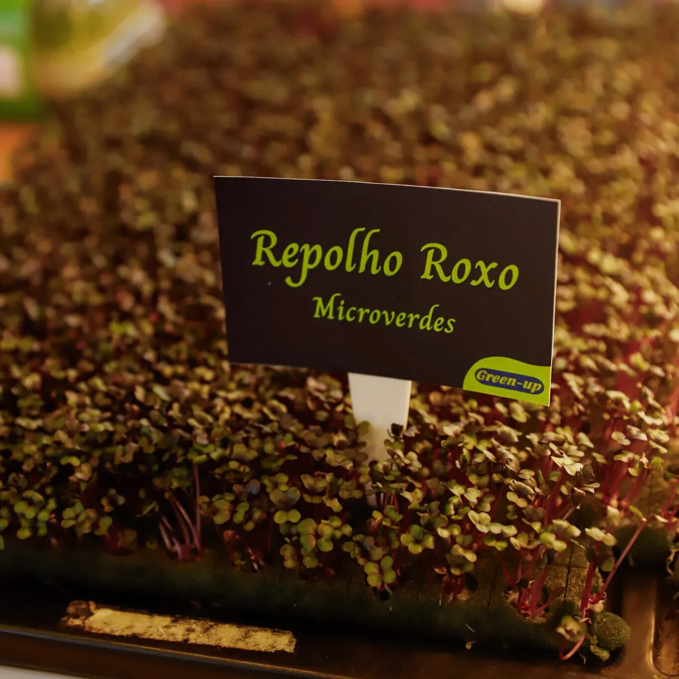 Microverdes cultivados em Green-up — foto 8
