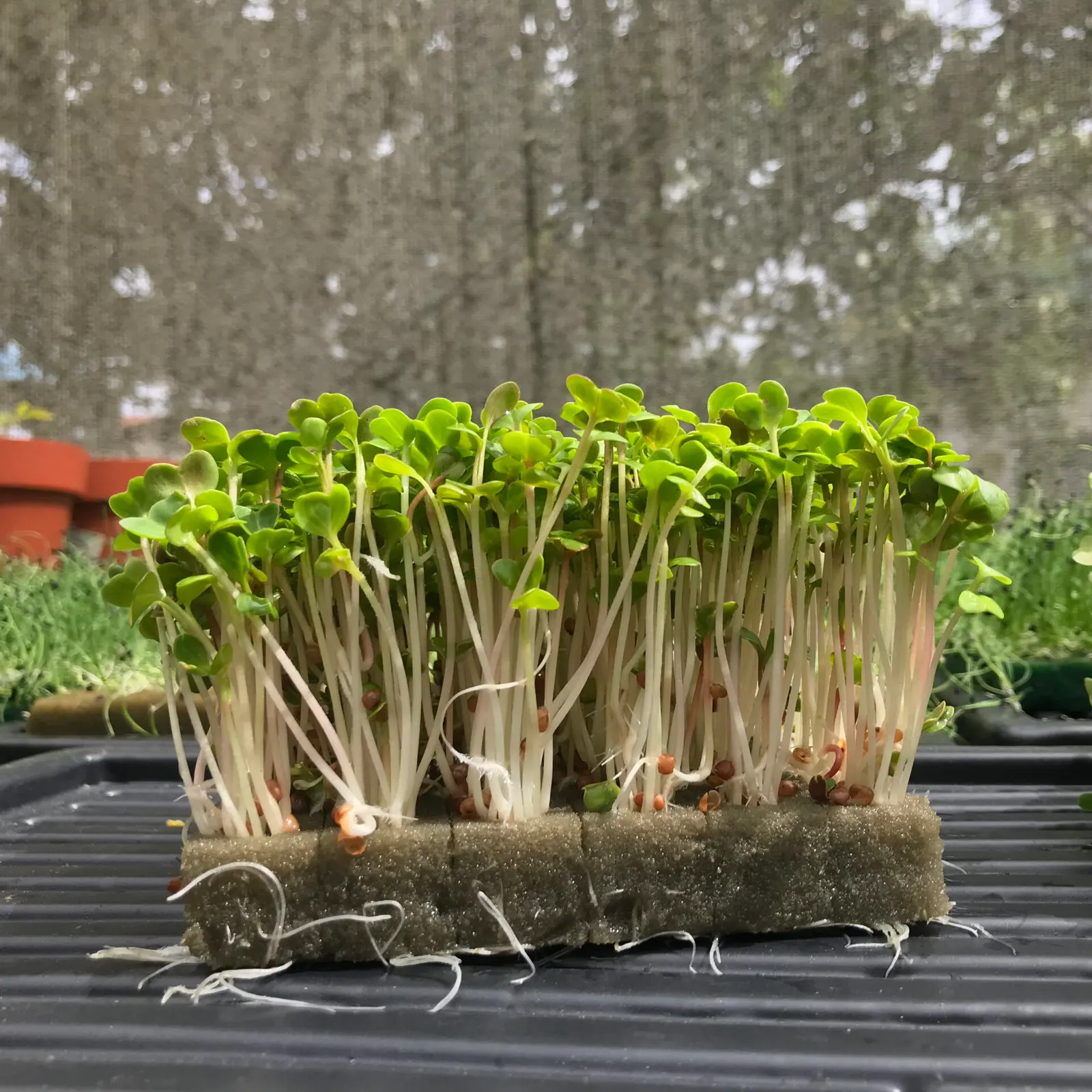 Microverdes cultivados em Green-up — foto 6