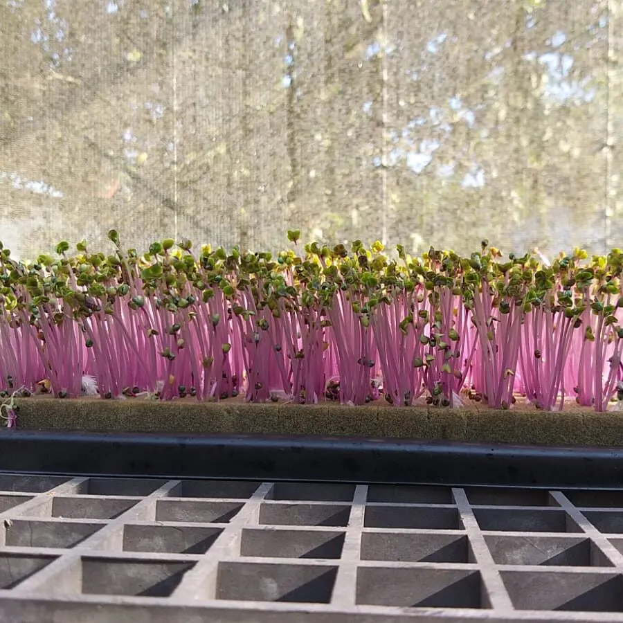 Microverdes cultivados em Green-up — foto 17