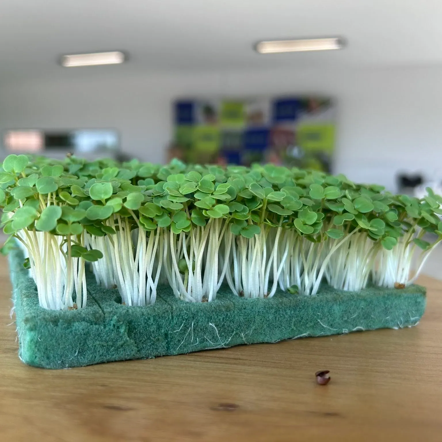Microverdes cultivados em Green-up — foto 10
