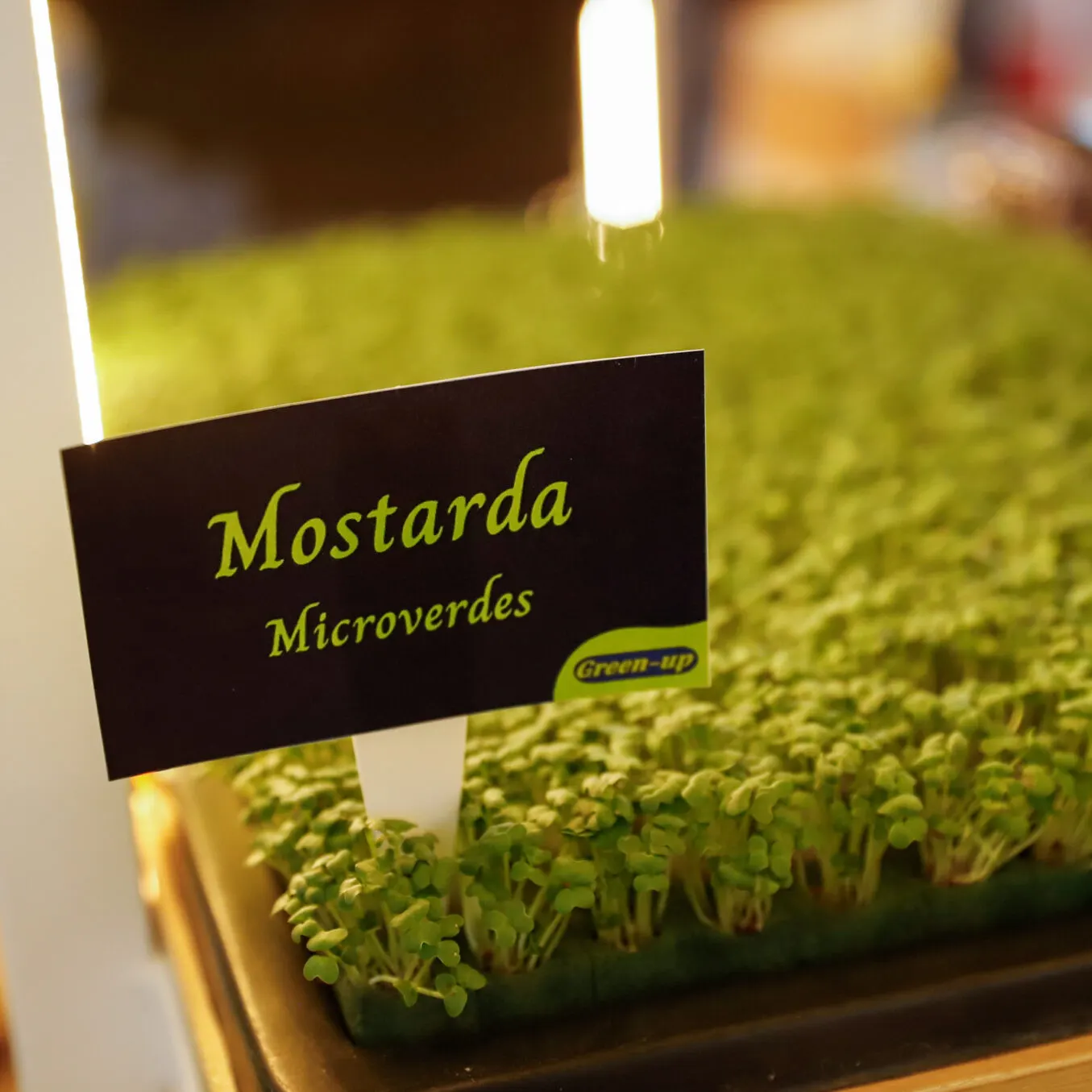 Microverdes cultivados em Green-up — foto 7