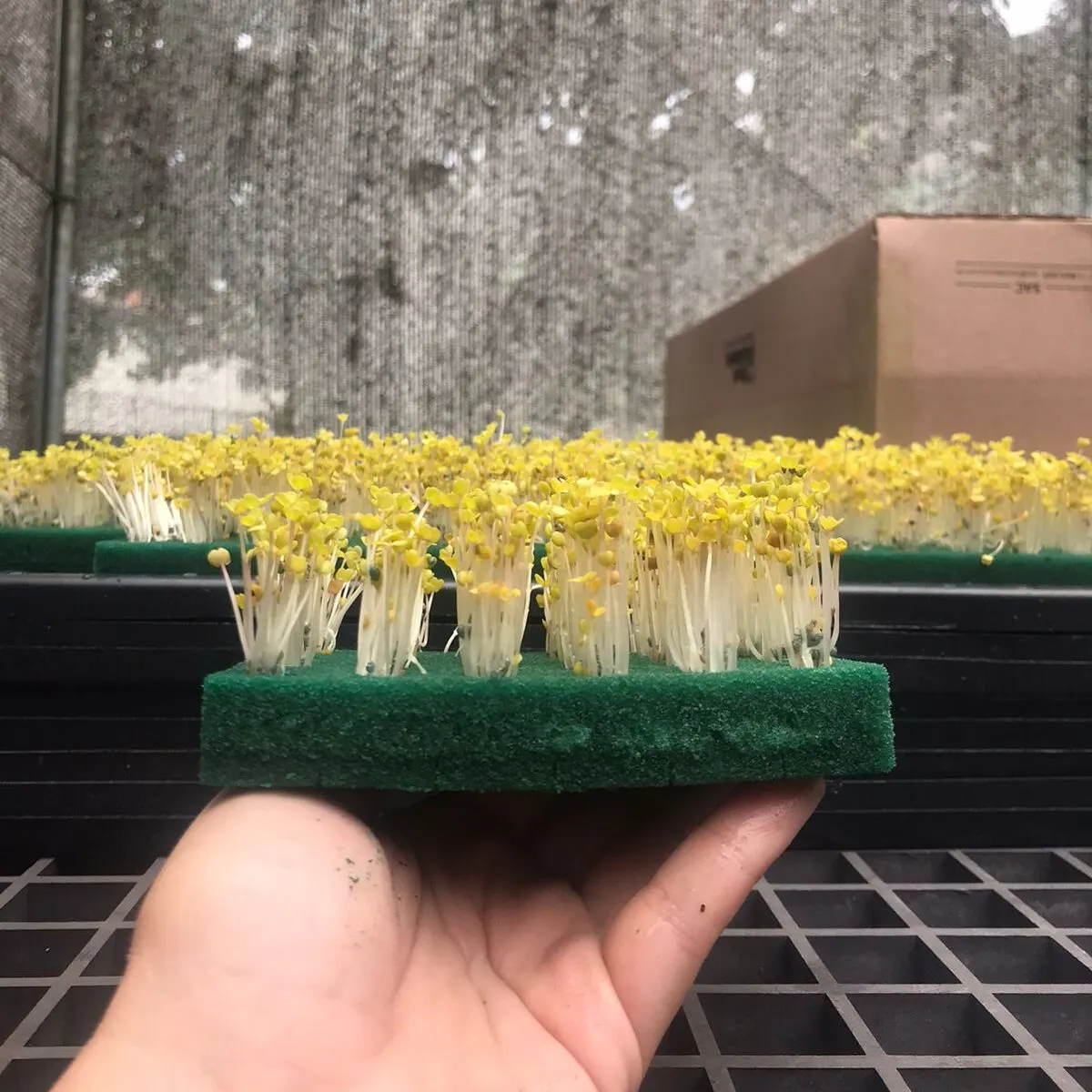 Microverdes cultivados em Green-up — foto 16