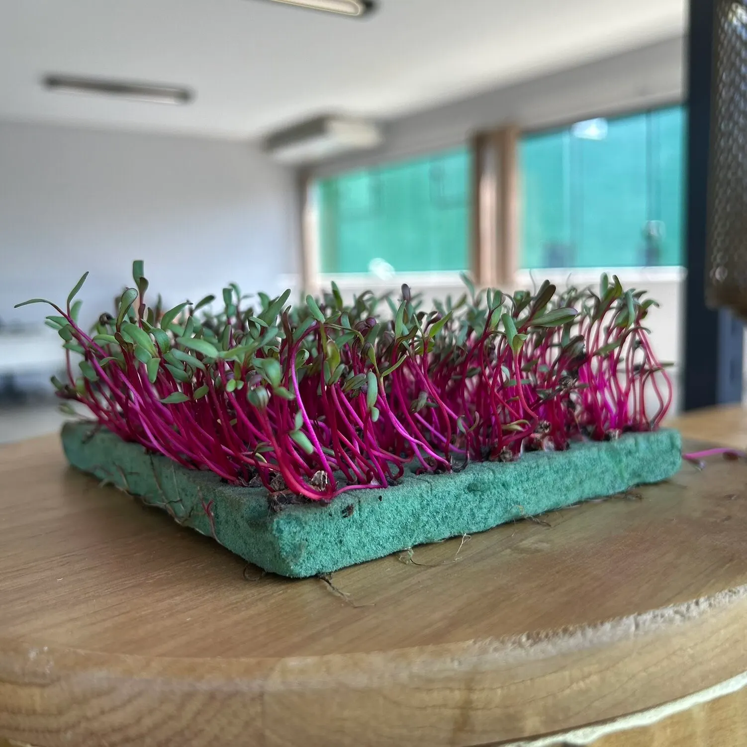 Microverdes cultivados em Green-up — foto 9