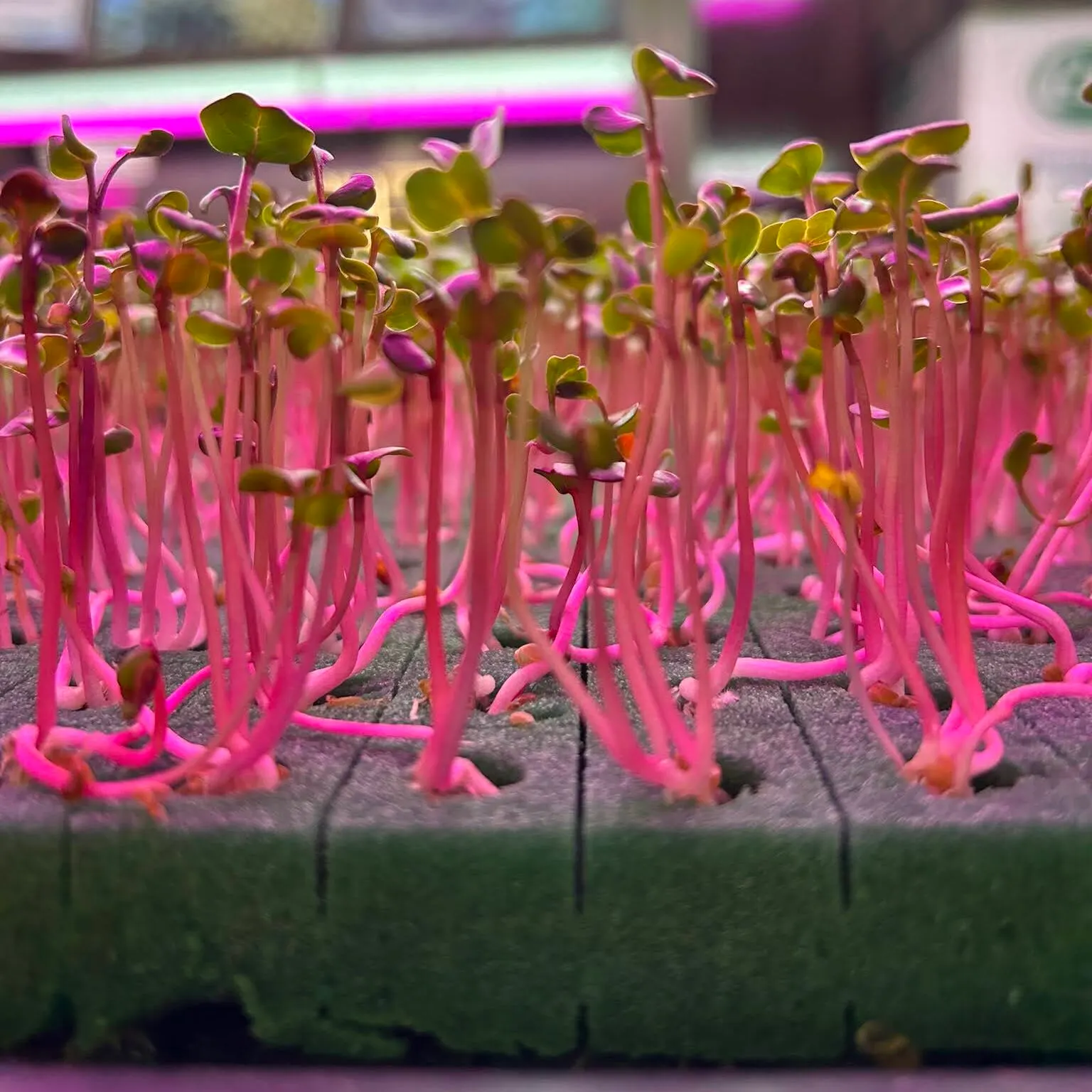 Microverdes cultivados em Green-up — foto 3