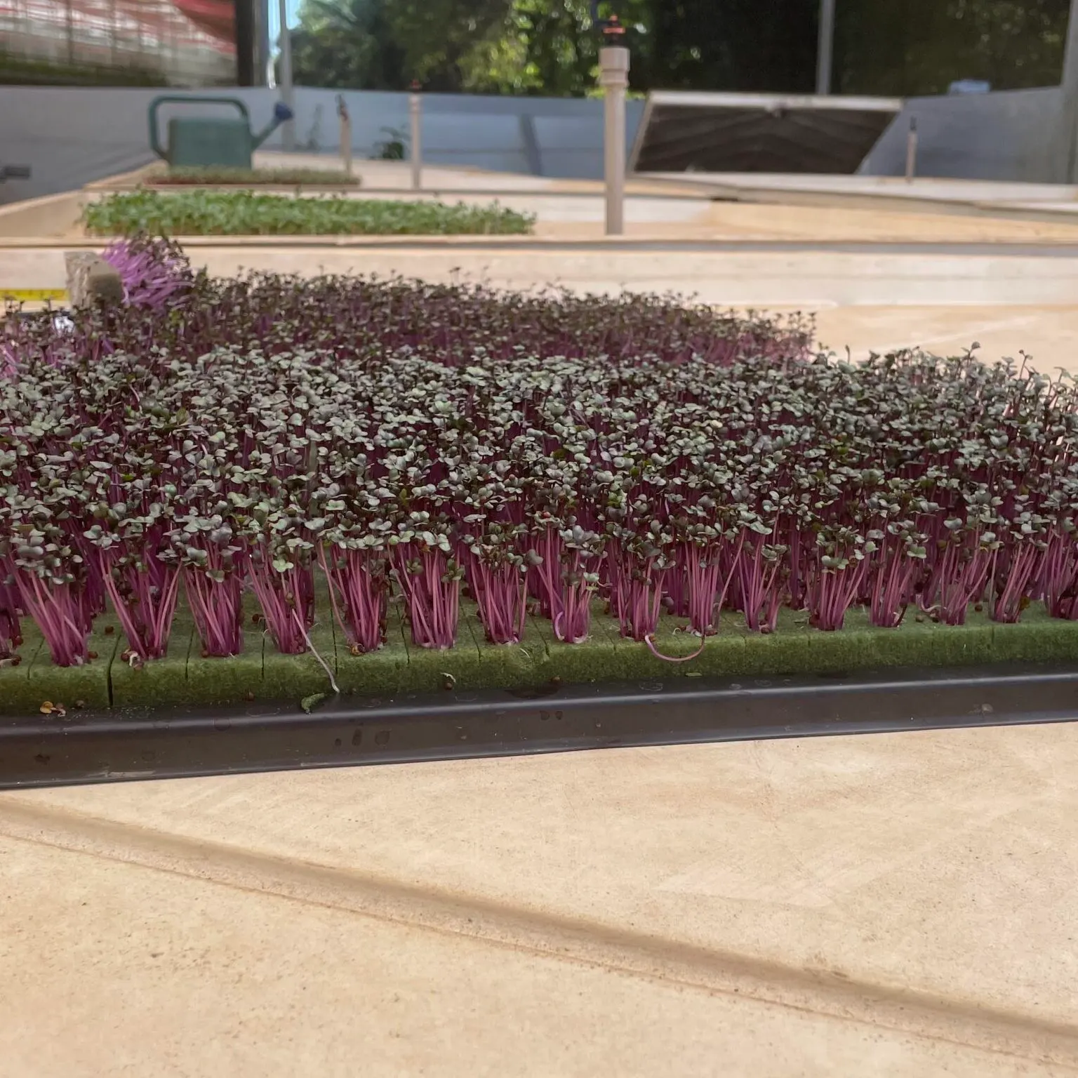 Microverdes cultivados em Green-up — foto 4