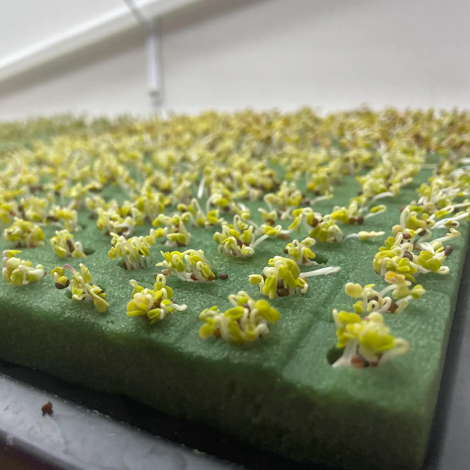 Microverdes cultivados em Green-up — foto 18