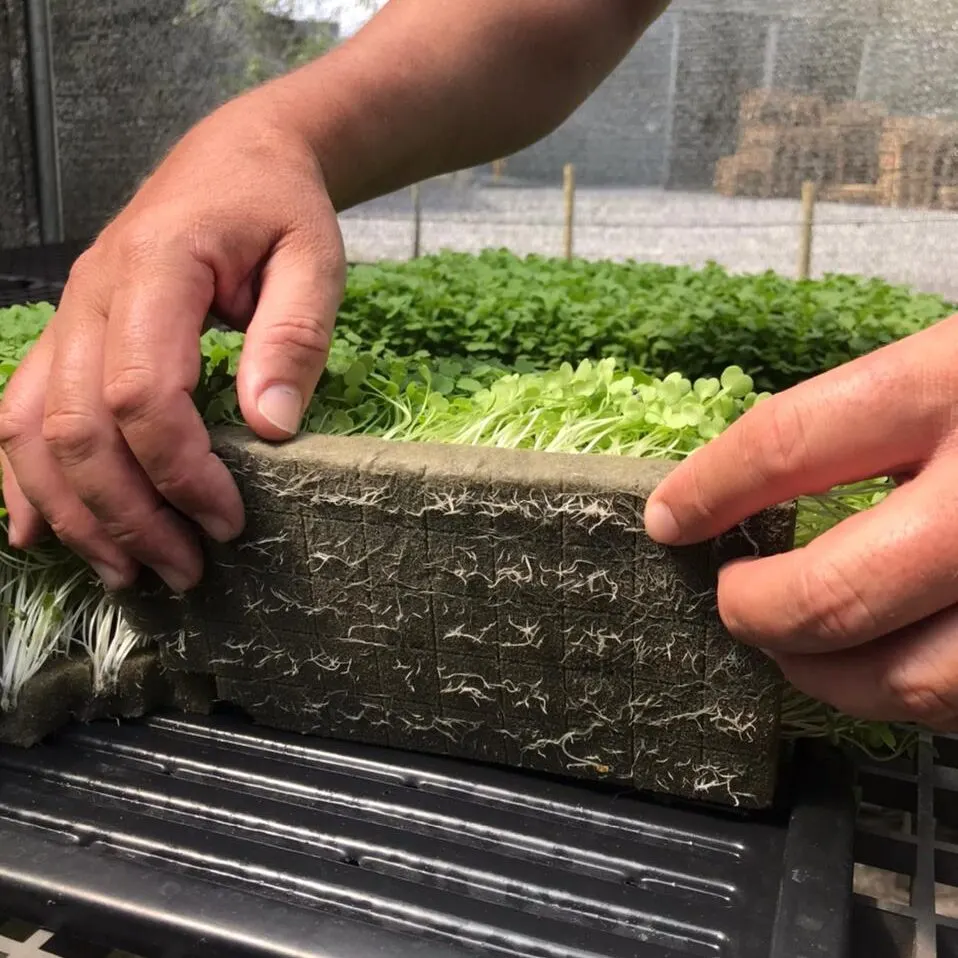 Microverdes cultivados em Green-up — foto 14