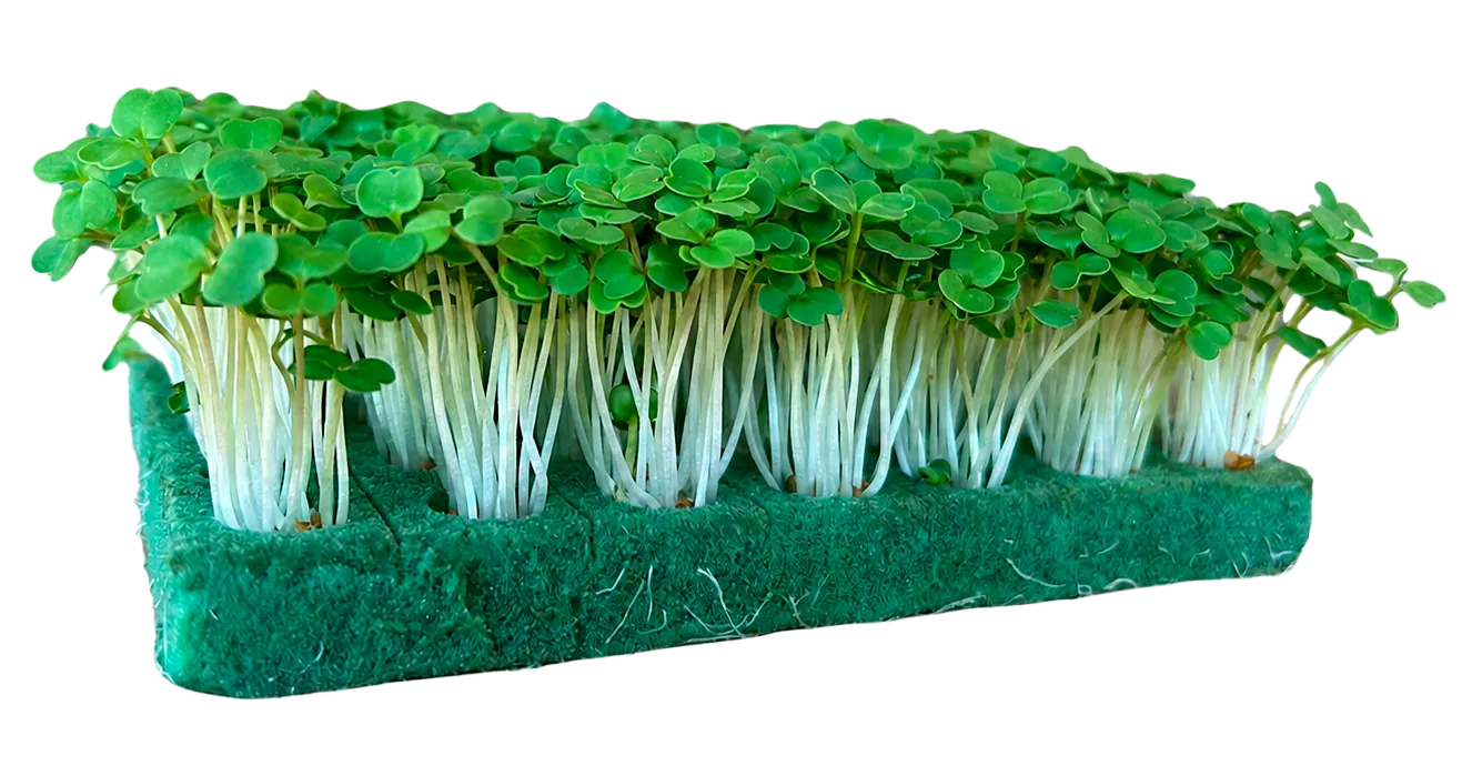 Green-up Microverdes Bio
