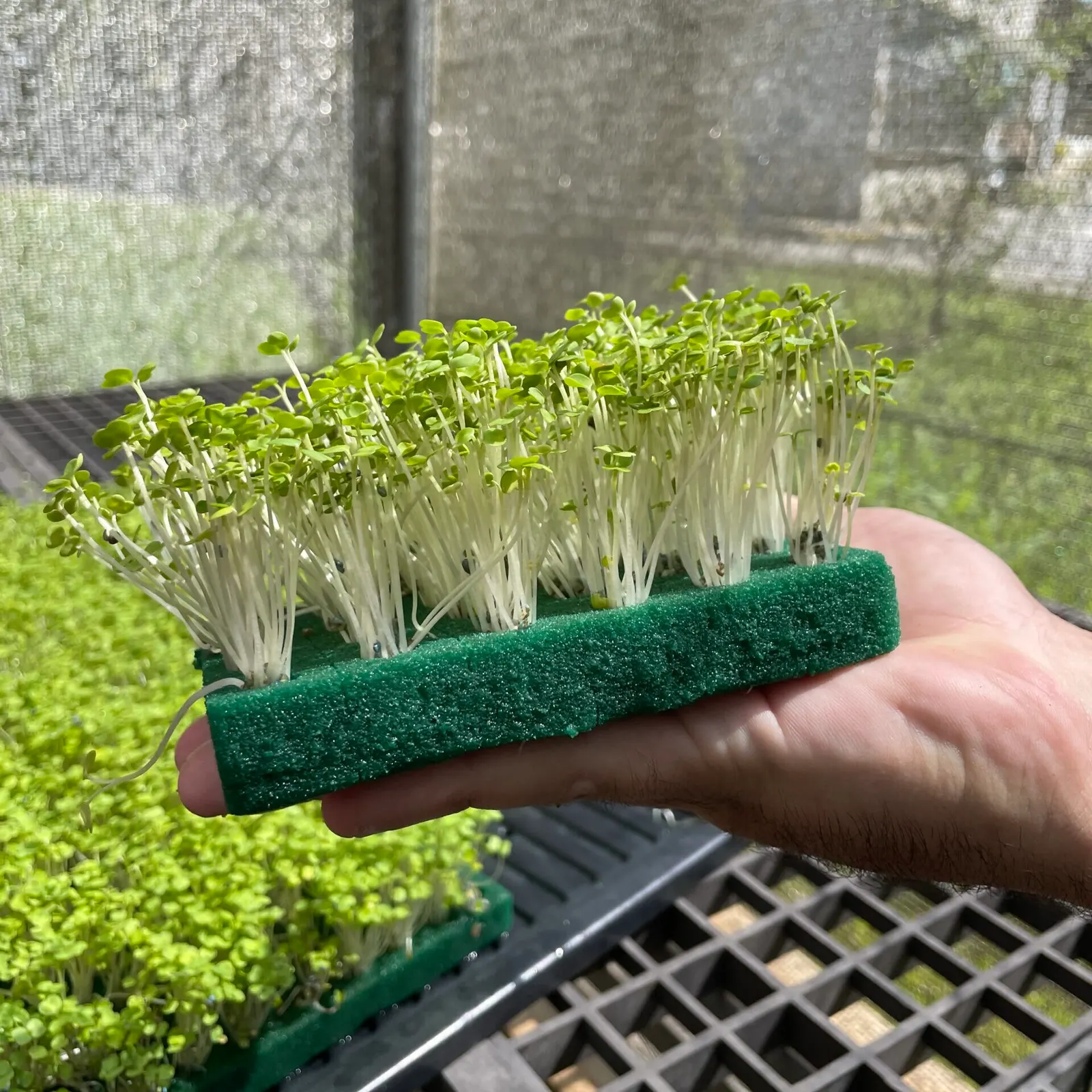 Microverdes cultivados em Green-up — foto 13